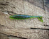 The Dagger by Fish or Die Bait Company