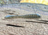 The Gadsden by Fish or Die Bait Company