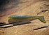 The Dagger by Fish or Die Bait Company
