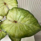 Large Lotus Leaves with Roots Plant Artificial Green Home Landscape Garden Decor Simulation Plants Wedding Party Table Decor by DSERS