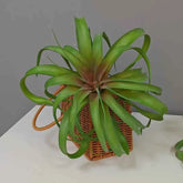 Artificial Green Plant Air Grass Succulent Miniature Potted Garden for Outdoor Desktop Living Room Home Decor by DSERS