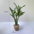 Artificial Lucky Bamboo Plant Green Potted Garden Outdoor Living Room Desktop Aesthetic Space Tropical Rainforest Home Decor by DSERS