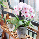 Premium Clear Desktop Resin Flower Pot, Transparent Nurturing Your Green Plants - Suitable for Placing Orchids by DSERS