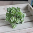 24 Heads Mini Artificial Cactus Plant Plastic Realistic Artificial Succulent Plant Real Touch Micro Landscape Decoration by DSERS