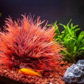 Fish Tank Landscape Decoration, Simulation Water Plants,Aquarium Scenery Decoration Pieces, Fake Water Plants by DSERS