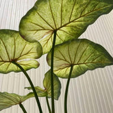 Large Lotus Leaves with Roots Plant Artificial Green Home Landscape Garden Decor Simulation Plants Wedding Party Table Decor by DSERS