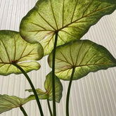 Large Lotus Leaves with Roots Plant Artificial Green Home Landscape Garden Decor Simulation Plants Wedding Party Table Decor by DSERS