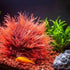 Fish Tank Landscape Decoration, Simulation Water Plants,Aquarium Scenery Decoration Pieces, Fake Water Plants by DSERS