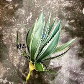 Artificial Aloe Vera Fake Succulents Simulated Agave Green Tropical Leaves by DSERS