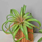 Artificial Green Plant Air Grass Succulent Miniature Potted Garden for Outdoor Desktop Living Room Home Decor by DSERS