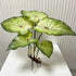 Large Lotus Leaves with Roots Plant Artificial Green Home Landscape Garden Decor Simulation Plants Wedding Party Table Decor by DSERS