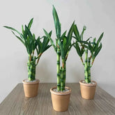 Artificial Lucky Bamboo Plant Green Potted Garden Outdoor Living Room Desktop Aesthetic Space Tropical Rainforest Home Decor by DSERS