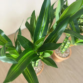 Artificial Lucky Bamboo Plant Green Potted Garden Outdoor Living Room Desktop Aesthetic Space Tropical Rainforest Home Decor by DSERS