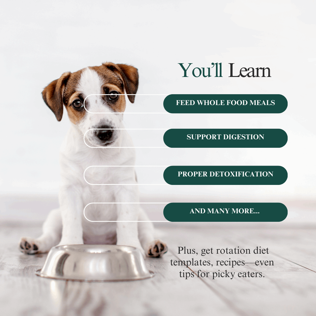 Whole Pet Wellness Academy: The Pet Parent Holistic Health Toolkit DIY Holistic Health Course by Dr. Ruth Roberts