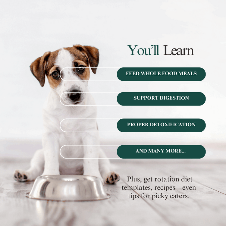Whole Pet Wellness Academy: The Pet Parent Holistic Health Toolkit DIY Holistic Health Course by Dr. Ruth Roberts