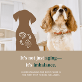 Whole Pet Wellness Academy: The Pet Parent Holistic Health Toolkit DIY Holistic Health Course by Dr. Ruth Roberts