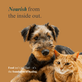 Whole Pet Wellness Academy: The Pet Parent Holistic Health Toolkit DIY Holistic Health Course by Dr. Ruth Roberts