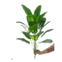 Artificial Tropical Palm Tree in White Pot Palm Tree by Shop1103268110 Store