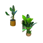 Artificial Tropical Palm Tree in White Pot Palm Tree by Shop1103268110 Store