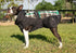 All Weather Dog Coat Accessories by FITS Riding