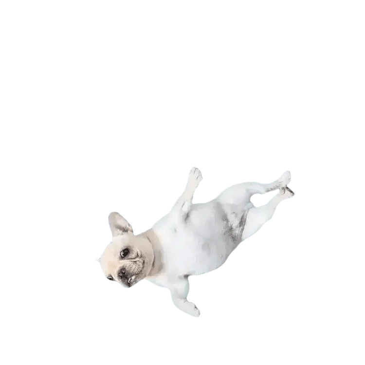 Dog Cooling Mat for Cats and Furry Friends Pet Products by XinYing Pet Store