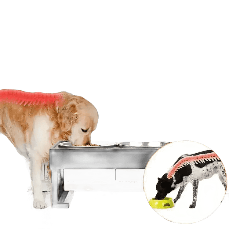 Elevated Bowls Stand for Pets Adjustable Height Dog Elevated Bowls Double Elevated Bowls Stand Pet Products by Shop1103847883 Store