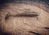 Minutemen by Fish or Die Bait Company