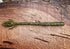 Musket by Fish or Die Bait Company