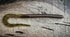 Blitzkrieg Fishing Bait by Fish or Die Bait Company
