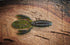 The Sherman by Fish or Die Bait Company
