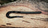 Blitzkrieg Fishing Bait by Fish or Die Bait Company