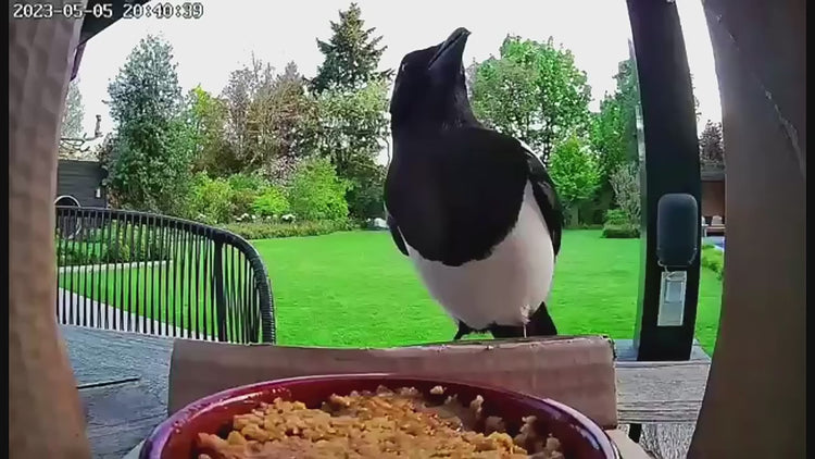 GiFiFY